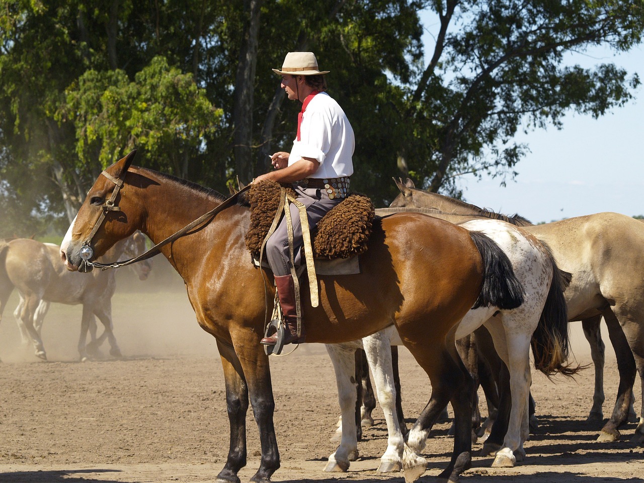 horses, argentina, gaucho-52701.jpg